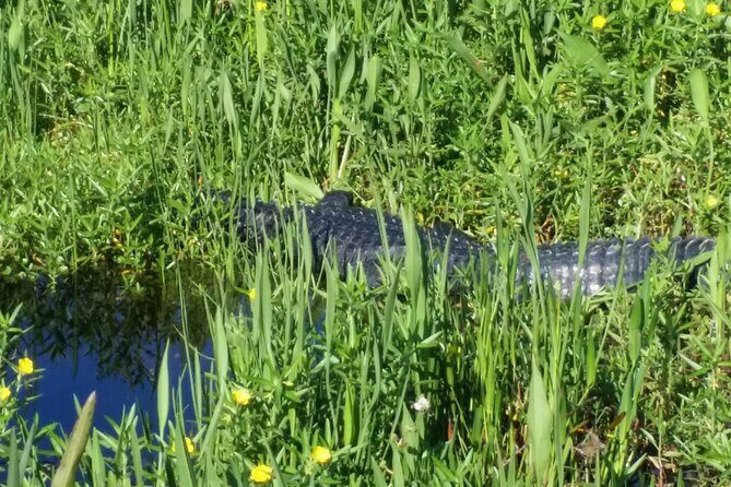 1 Hour Florida Everglades Wildlife Tour - Considerations