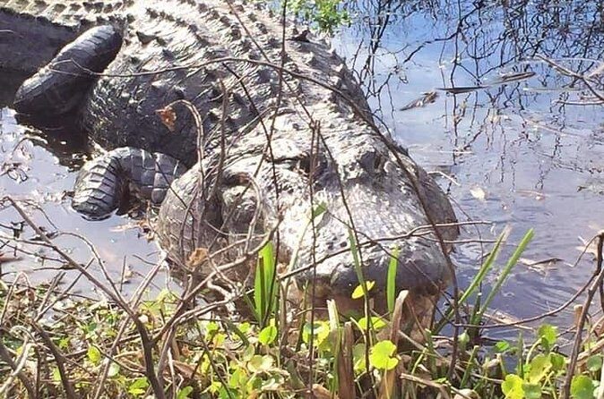 1 Hour Florida Everglades Wildlife Tour - Reviews and Authentic Feedback