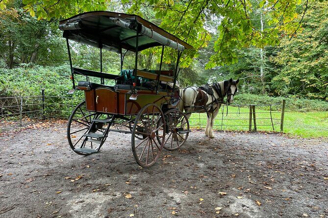 1 Hour Guided Carriage Tour in Killarney National Park - An In-Depth Look at the 1-Hour Carriage Tour in Killarney