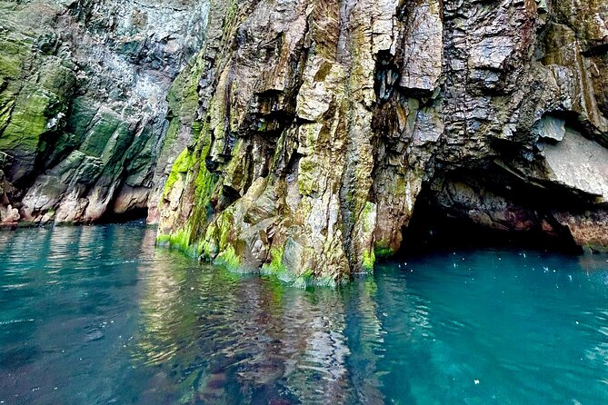 1 Hour Iceland Nature and Wildlife RIB Small Group Guided Safari - Booking