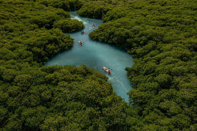 1 Hour Mangrove Kayak Tour - An In-Depth Look at the Bonaire Mangrove Kayak Tour