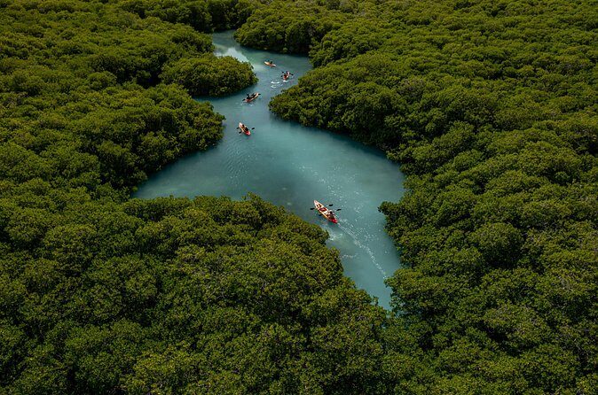 1 Hour Mangrove Kayak Tour - FAQ