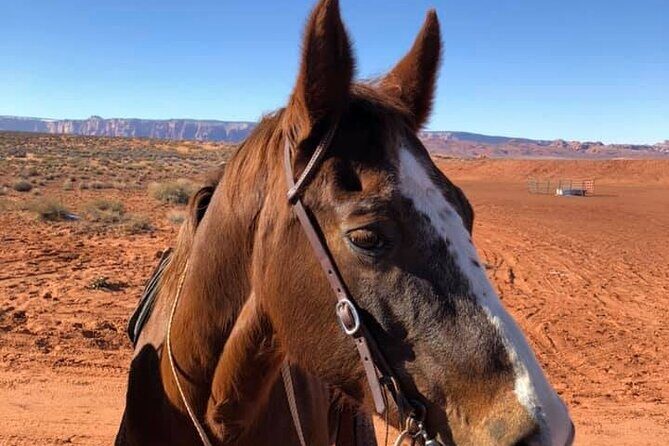 1-Hour Page Horseshoe Bend Trail Ride - Is This Tour Worth It?