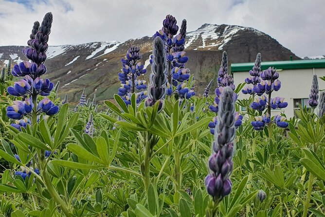 1-Hour Siglufjörður Stroll - What to Expect During the Tour