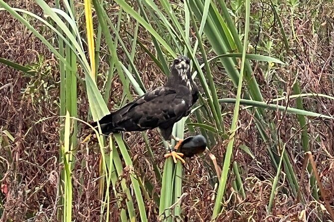 1 Hour Sunset Airboat Tour - What to Expect on the Tour