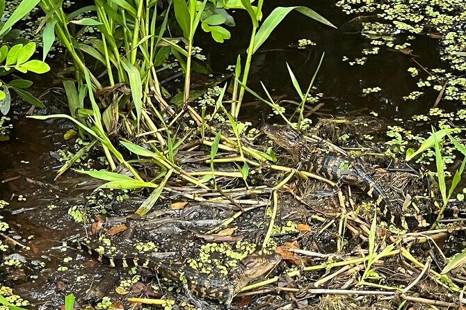 1 Hour Sunset Airboat Tour - Who Will Love This Tour?