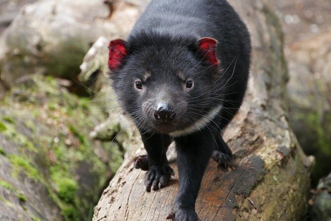 1-Hour Tasmanian Devil Feeding Day Tour at Cradle Mountain - The Itinerary Breakdown