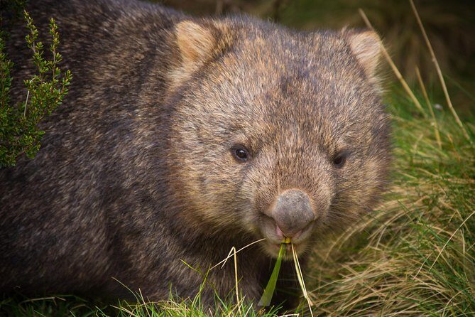 1-Hour Tasmanian Devil Feeding Day Tour at Cradle Mountain - The Conservation Angle