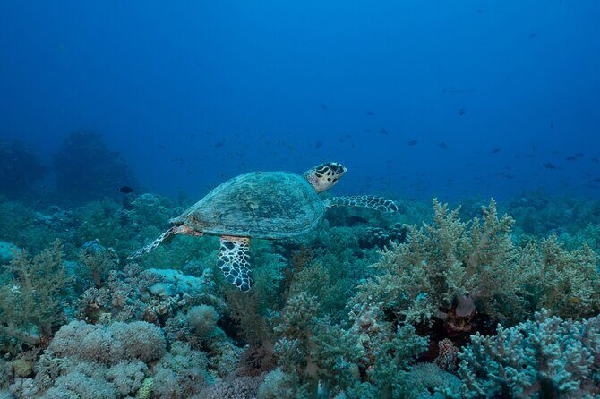 1 hr Reef Explorer in Port Vila harbour, Vanuatu - Practical Details