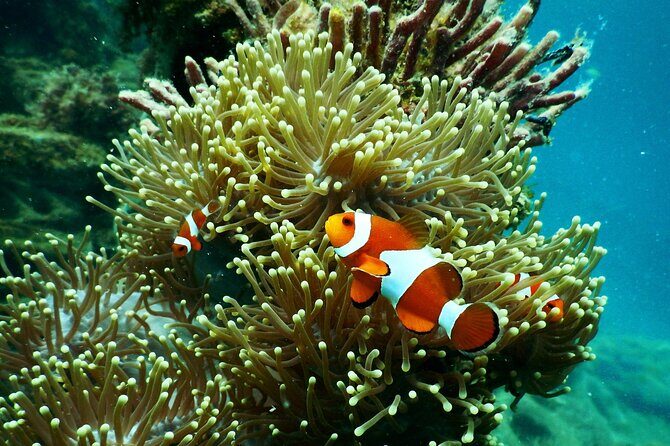 1 hr Reef Explorer in Port Vila harbour, Vanuatu - The Sum Up: Is It Worth It?