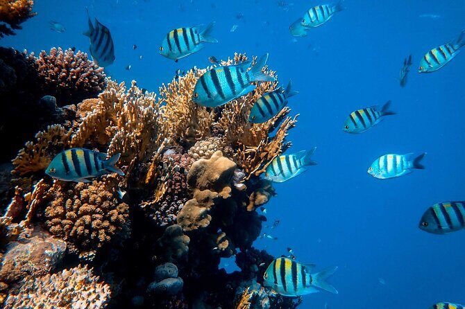 1 hr Reef Explorer in Port Vila harbour, Vanuatu - FAQs