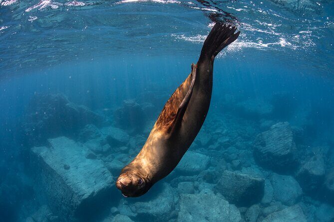 #1 Snorkel La Paz Mexico All Iconic Sites at Once private trip - Key Points