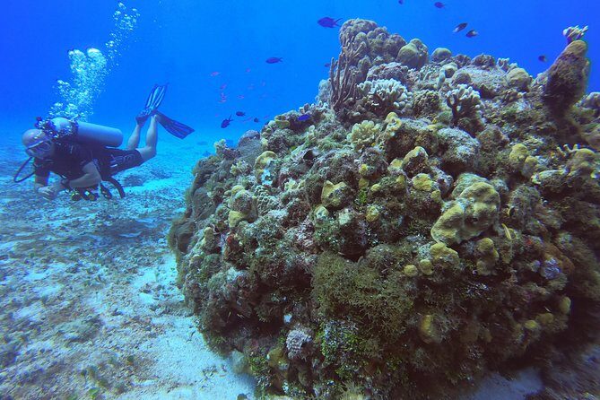 1 Tank Guided Shore Dive Including Equipment - Why This Tour Is a Smart Choice