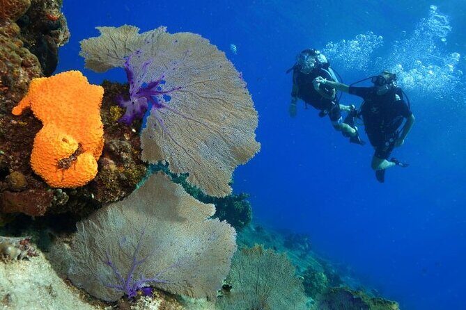 1 Tank Guided Shore Dive Including Equipment - The Bottom Line: Who Will Love This?