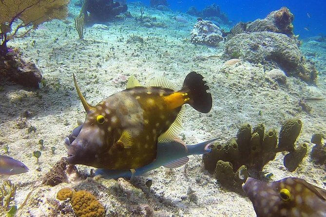 1 Tank Guided Shore Dive Including Equipment - Frequently Asked Questions