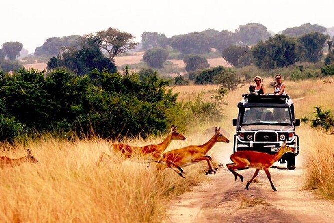 10-DAY African Safari in Uganda From Kampala - Itinerary Highlights