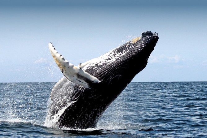 10 Day Iceland with Reykjavik Golden Circle Akureyri Blue Lagoon South Snaefells - Key Points