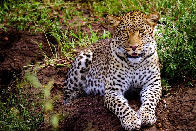 10-Day Predators Tanzania Safari Luxury Package - Itinerary Overview