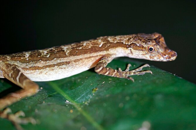 10-Day The Search For El Dorado by Amazon Explorer Iquitos - Essential Tour Details and Requirements