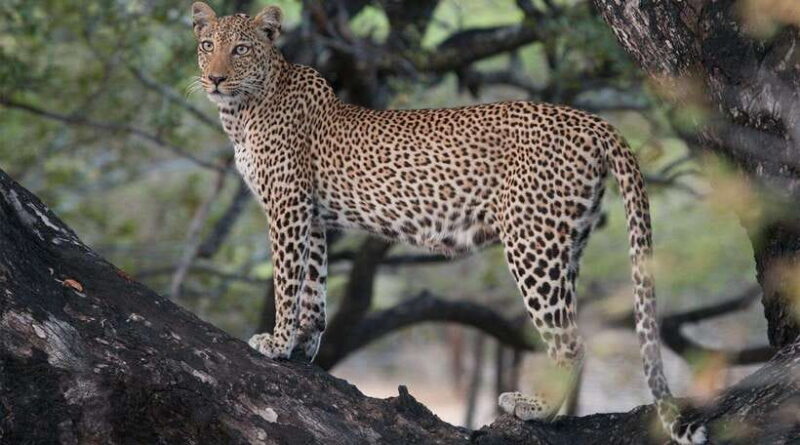 10-Day Wild Life Sri Lanka Tour - FAQ