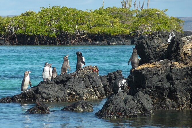 10 Days Galapagos Island Hopping: Santa Cruz & Isabela Island - Wildlife Encounters on the Islands