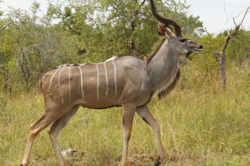 10 Days Overland Tour-Johannesburg and Cape Town - Experiencing Local Culture