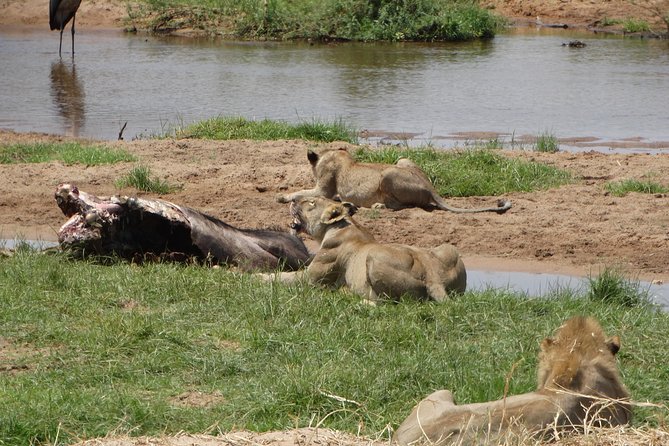 10 Days Safari to Nyerere NP, Ruaha NP, Udzungwa NP and Mikumi NP + Isimila Site - Accommodation Details