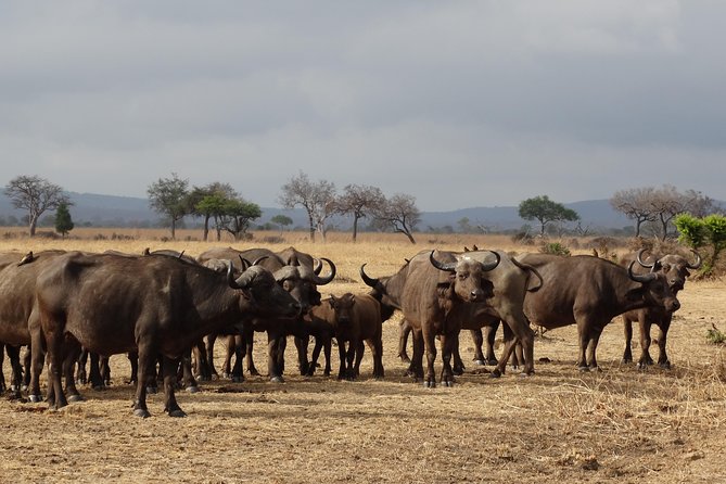 10 Days Safari to Nyerere NP, Ruaha NP, Udzungwa NP and Mikumi NP + Isimila Site - Booking and Cancellation Policy