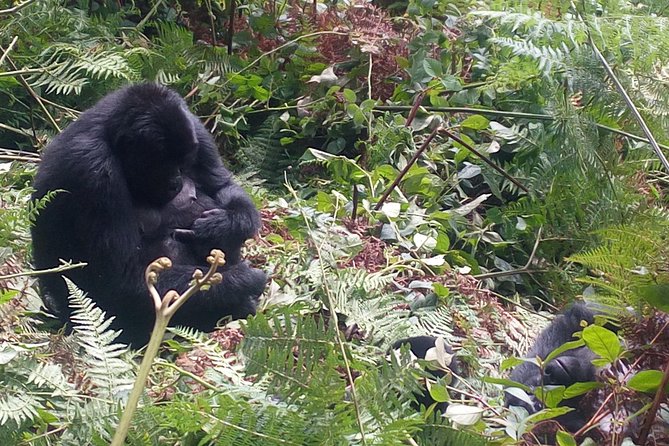 10 Days Uganda Gorilla & Chimpanzee Trekking Safari - Discovering Chimpanzees in Kibale