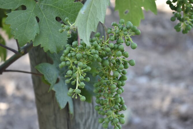 10-Hour Napa Valley Wine Tasting Tour From San Francisco 14 Pax - Inclusions and Exclusions of the Tour