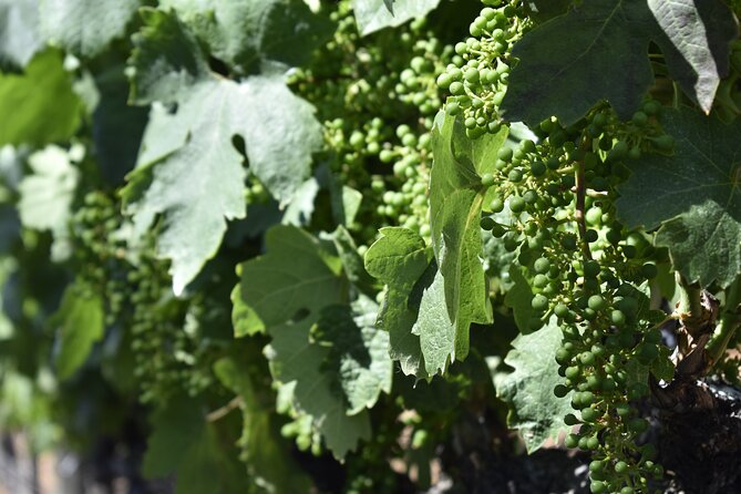 10-Hour Napa Valley Wine Tasting Tour From San Francisco 14 Pax - Accessibility and Participation Details