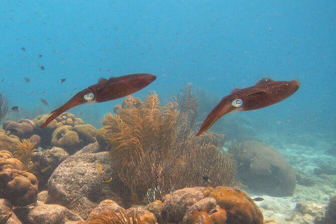 100% Private Charter Snorkel, Sail, Relax (Cruisers Friendly) - Practical Tips for Booking and Participation