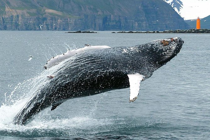 100% Whale Watching - Whale Watching Experience