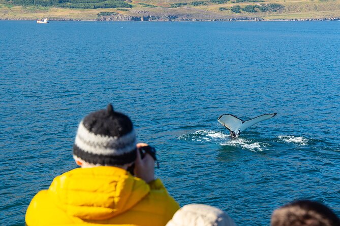 100% Whale Watching - Scenic Environment