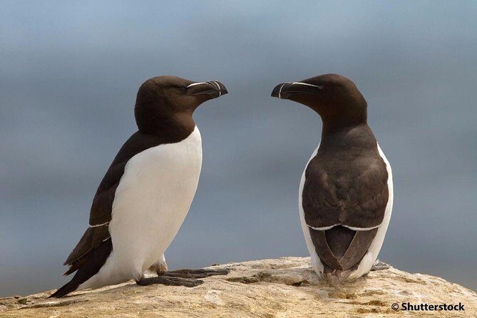 1000 Little Penguins Cruise - An Overview of the Experience