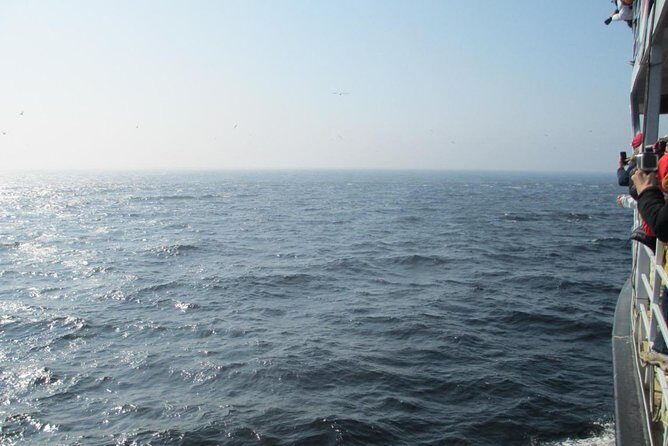 1000 Little Penguins Cruise - Final Thoughts