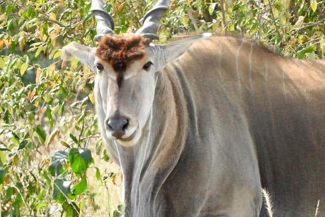 11-Day Wildebeest Migration Serengeti, Mara, Ngorongoro Crater. - Best Time to Experience Migration