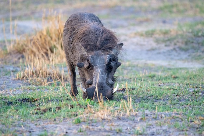 11 Days Botswanas Great Safari Experience - Frequently Asked Questions