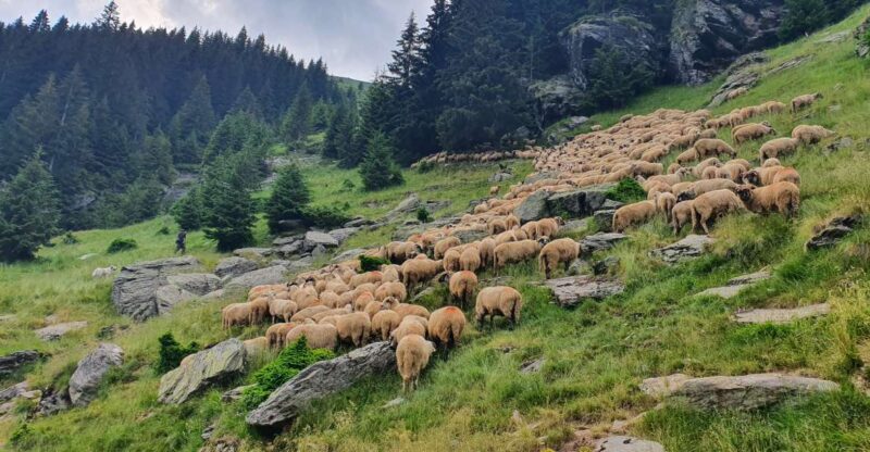 11 Days Private Guided Tour in Romania - Good To Know