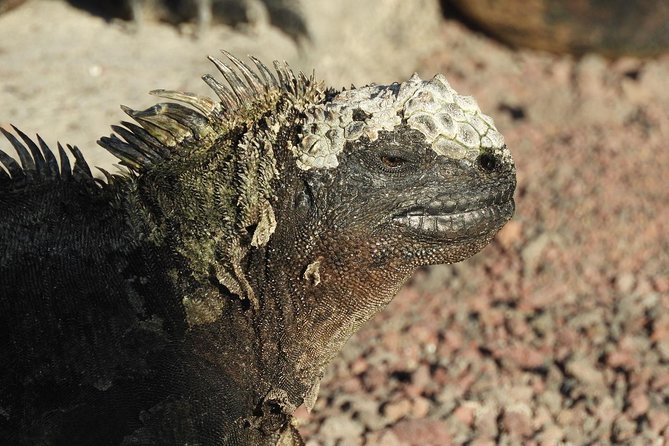12-Day Galapagos Superior Adventure (Tourist Superior Class) - Travel Recommendations