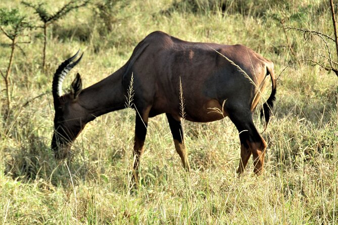 13 Days Private Tour to Discover Ugandas Best Safari - Comfortable Accommodations and Logistics