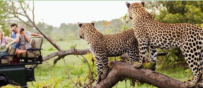 15 Day Tour of South Africa - Cape Town to Johannesburg - Destination: Kruger National Park to Johannesburg