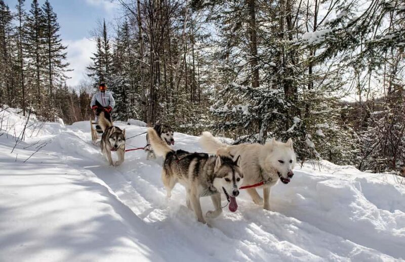15 min. Tadoussac : Dog Sled Excursion in Saguenay Fjord - Discovering the Thrill of Dog Sledding in Saguenay Fjord