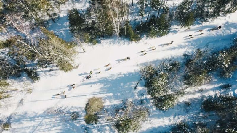 15 min. Tadoussac : Dog Sled Excursion in Saguenay Fjord - FAQ