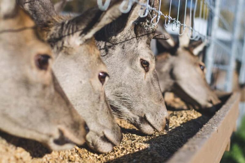 15 min. Tadoussac: Free visit to the animal shelter and farm - An In-Depth Look at the Experience
