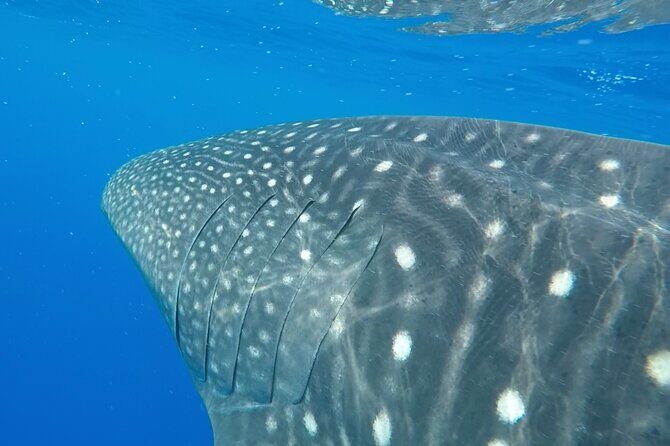 2.5 Hour Morning Snorkel - Who Will Enjoy This Tour?