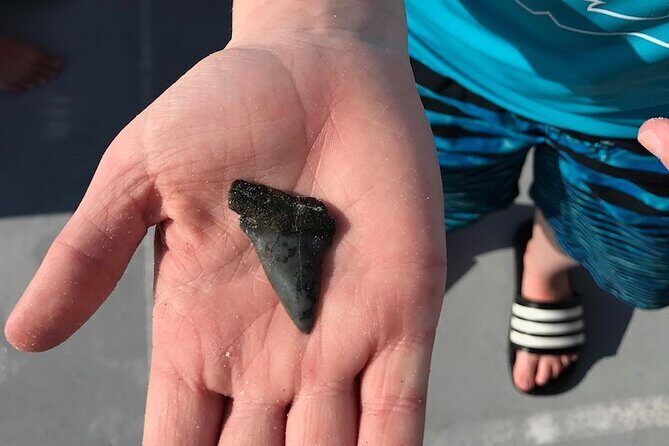 2.5 Hour Shell Key Island Adventure Including Dolphins And Shells - Final Thoughts