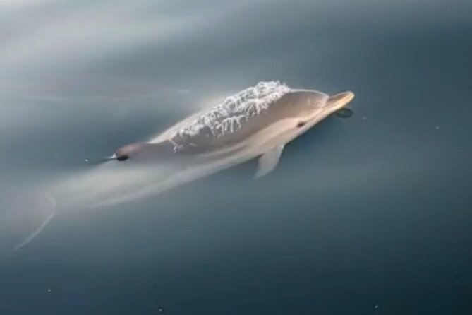 2.5 Hours Sunset Boat Tour With Aperitif - Guest Testimonials