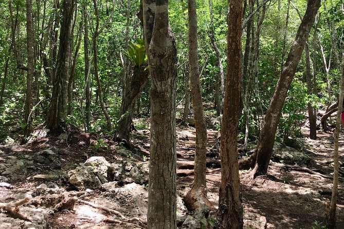 2 Cenotes, Bikes & Lunch - Biking to the Cenotes