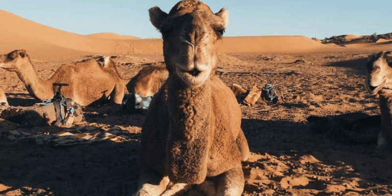 2-Day Adventure to the Zagora Desert From Marrakech - Exploring Kasbah Ait Ben Haddou